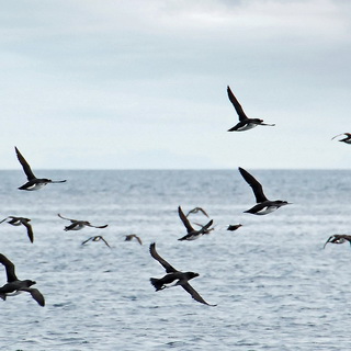 Zodiac tour - Auks